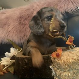 Dachshund Puppies from Grimm Tailed Doxies