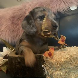 Dachshund Puppies from Grimm Tailed Doxies