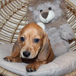 Girl 1 - Red female Dachshund puppy in Craig, Colorado from Rocky Mountain Shih Tzus and Dry Creek Miniature Dachshunds