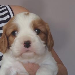 Liam - Blenheim male Cavalier King Charles Spaniel puppy in Phoenix, Arizona from Royal Desert Cavaliers