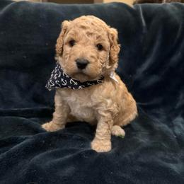 Wilkes-Biscuit - Cream male Labradoodle puppy in Churchill County Fallon, Nevada from Card Family Ranch