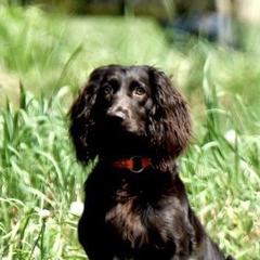 Joy - Boykin Spaniel