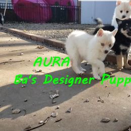 French Bulldog and Pomsky Puppies from Ba's Designer Puppies