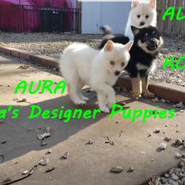 French Bulldog and Pomsky Puppies from Ba's Designer Puppies