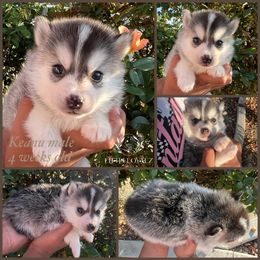 Keanu - Tri-color male Pomsky puppy in Riverside, California from LittleLoyalzLLC