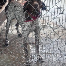 Maggie - German Shorthaired Pointer