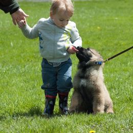 German Shepherd Puppies from Von Lindesfarne