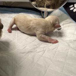 Champagne Man - Champagne male Maltipoo puppy in Weatherford, Texas from Aprishew Maltipoo
