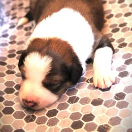 English Shepherd Puppies from Town & Country English Shepherds