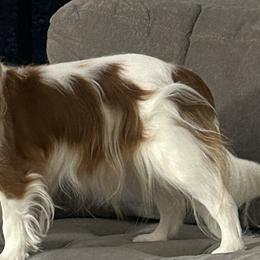 Cavapoos from Robin's Cavapoos