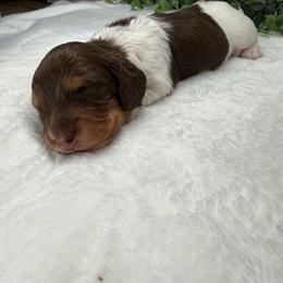 Tater - Piebald male Dachshund puppy in Norwood, Missouri from A&J Weenies