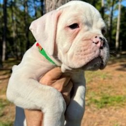 Boxer puppies from Mischievous Boxers