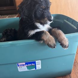 Bernedoodle Puppies from A MAYSING Bernedoodles