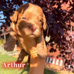 Arthur - Red male Cockapoo puppy in Millville, California from Hope Lane Kennels