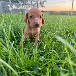 Female 8 - Golden rust female Vizsla puppy in Windsor, Maine from Pleasant Ridge