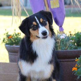 Jesse - Australian Shepherd