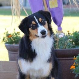 Jesse - Australian Shepherd