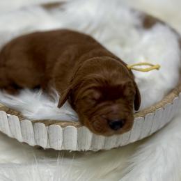 Aspen's Yellow Female - Apricot female Goldendoodle puppy in Great Falls, Montana from Montana Goldendoodles