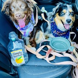 Miniature Australian Shepherd Puppies from Iris’ Island Oasis