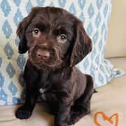 Girl orange - Liver female Boykin Spaniel puppy in Dublin, Georgia from Ashcraft's Boykin Spaniels