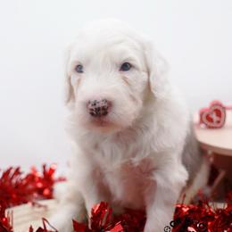 Colin Bridgerton - Blue merle and white male Sheepadoodle puppy in Edmond, Oklahoma from Rock N Roll Doodles