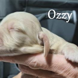 Dachshund Puppies from Costal Cream Doxies