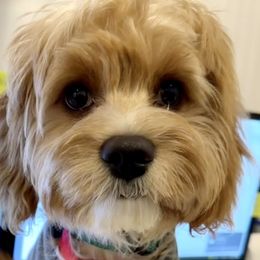 Bernedoodles and Cavapoos from Bernedoodle Boutique (and Cavapoos)
