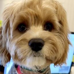 Bernedoodles and Cavapoos from Bernedoodle Boutique (and Cavapoos)