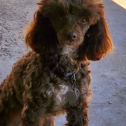 Poodle Puppies from Poodles Perfected