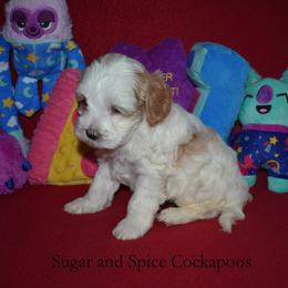 Queen Leah - Buff and white female Cockapoo puppy in Hopkins, South Carolina from Sugar and Spice Cockapoos