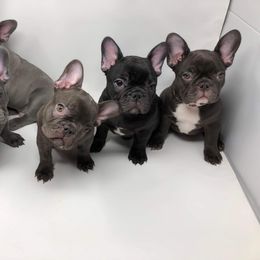 French Bulldog Puppies from Stevi Frenchies