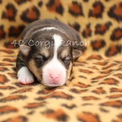 Pembroke Welsh Corgi Puppies from 4C Corgi Ranch