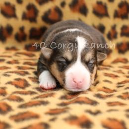 Pembroke Welsh Corgi Puppies from 4C Corgi Ranch