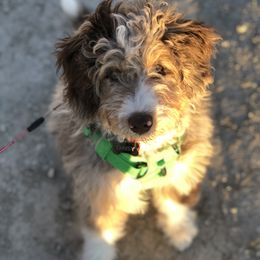 Aussiedoodle Puppies from Crystal Ridge Doodles