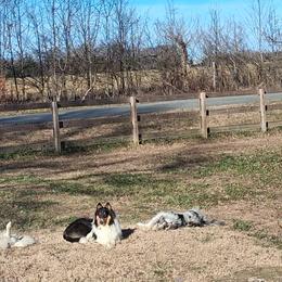 Collies from Gun Barrel Collies