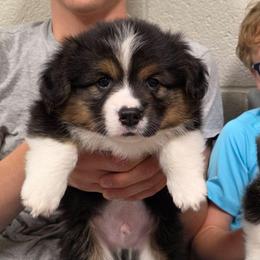 Marshall-FLUFFY - Black and tan male Pembroke Welsh Corgi puppy in Greensboro, Georgia from Loosey Goosey Farms
