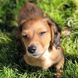 Happy. (Non Dapple) - Red male Dachshund puppy in Terlton, Oklahoma from CLARK'S BREEDING PROGRAM