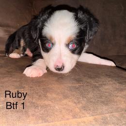 Blue eyed Black Tri female - Black tri female Miniature Australian Shepherd puppy in Redding, California from Lavish Luxuries Mini and Toy Australian Shepherds