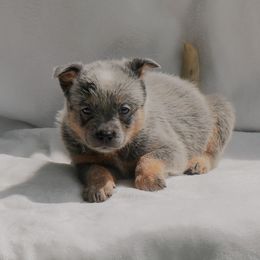 Tater - Blue female Australian Cattle Dog puppy in Buffalo Valley, Tennessee from Buffalo Valley Breeders
