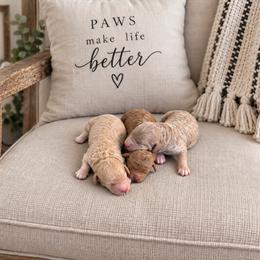 Pumpkin - Red  female Goldendoodle puppy in O'fallon, Missouri from Rockin R Doodles