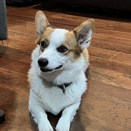 Momo - Pembroke Welsh Corgi
