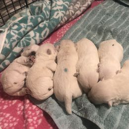 West Highland White Terrier Puppies from Twin Oaks Westies