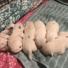 West Highland White Terrier Puppies from Twin Oaks Westies