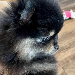 Pomeranian Puppies from Nikki’s lil Pomeranians