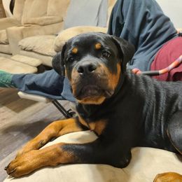 Rottweiler Puppies from Bronx Von Bridges Rottweilers