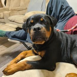 Rottweiler Puppies from Bronx Von Bridges Rottweilers