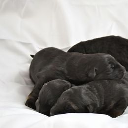 German Shepherd Puppies from Bmeerhuis German Shepherds