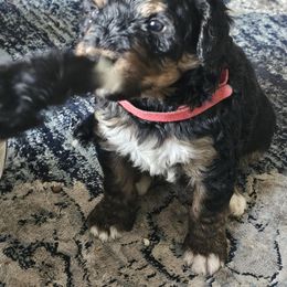 Bernedoodle Puppies from Joyful Pastures Homestead