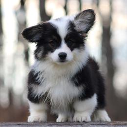 Frank - Black and tan male Pembroke Welsh Corgi puppy in South Otselic, New York from Ridge Top Corgis