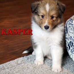 Kasper Classic Sable Boy - Sable and white male Shetland Sheepdog puppy in Frazeysburg, Ohio from Mountain High Kennels